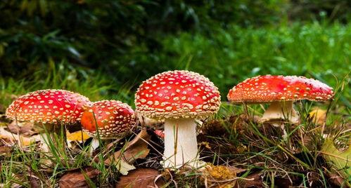 51吃瓜蘑菇视频pro,揭秘娱乐圈幕后故事，带你领略真实娱乐圈