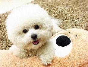 比熊可以吃三月瓜吗视频,揭秘宠物饮食新选择