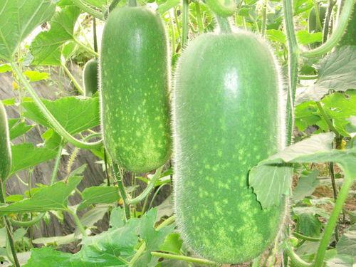 旅游吃羊角瓜视频大全集,视频大全集带你领略风味无限