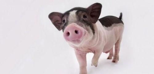 小猪吃瓜吐籽视频,趣味互动，萌宠欢乐时光