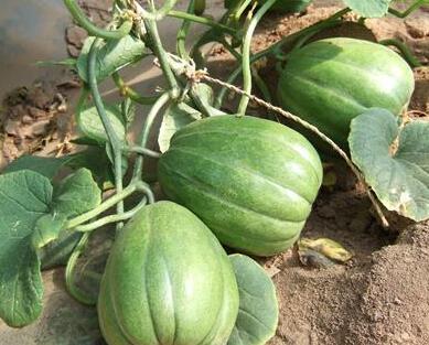 香瓜园吃瓜视频,夏日甜蜜滋味，尽在这一刻