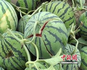 爆炸瓜吃不好怎么办视频,美味与健康的完美平衡